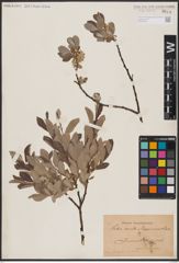Foto von Salix aurita L. x Salix lapponum L.